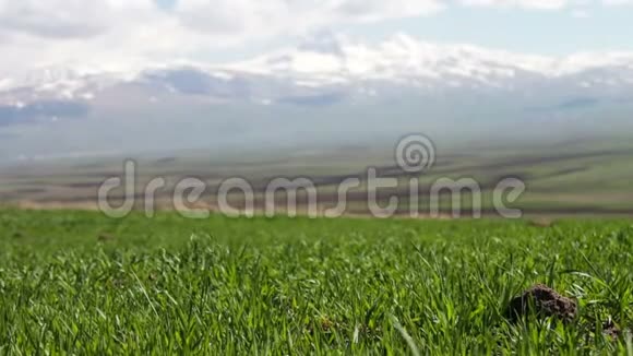 夏天在壮丽的山景背景下一片草地上的嫩绿的多汁草在风中扎起视频的预览图