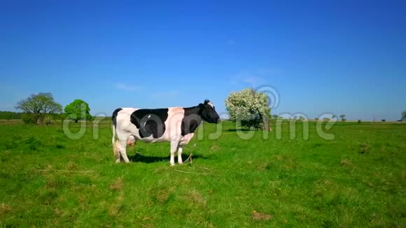 一头牛在草地上放牧视频的预览图
