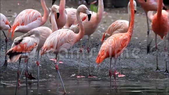 粉红色的火烈鸟站在水里视频的预览图