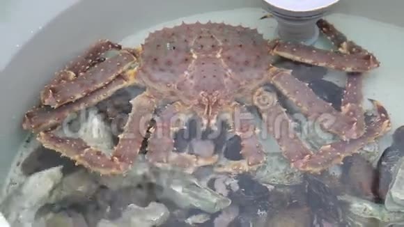 几只粉红色的大螃蟹坐在鱼市的一个水槽里视频的预览图
