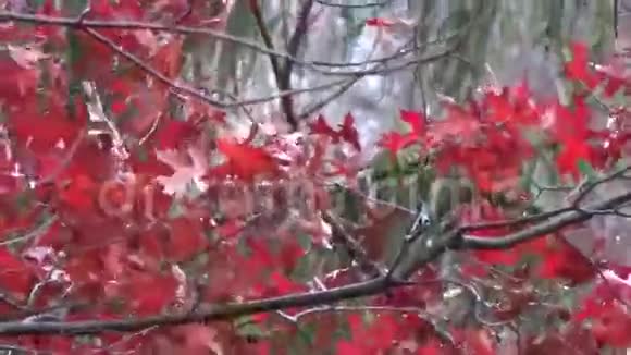 秋天橡树的叶子雪松的风雪红绿视频的预览图