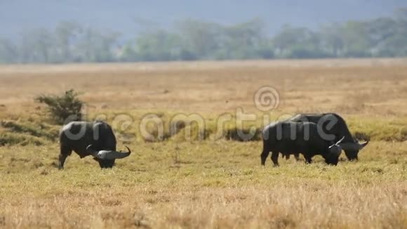 大型非洲水牛吃草视频的预览图