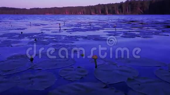 日出时与森林在背景和倒影中的湖的视频视频的预览图