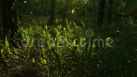 杨梅属植物的干燥落叶视频的预览图