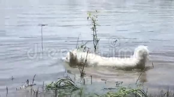 萨莫伊德哈士奇在河里漂浮嘴里插着一根树枝视频的预览图