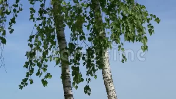 伯奇格罗夫绿色背景上的白色树干视频的预览图
