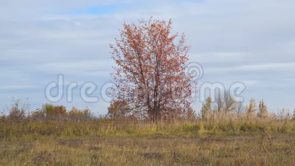 秋叶红的田野里孤独的树视频的预览图
