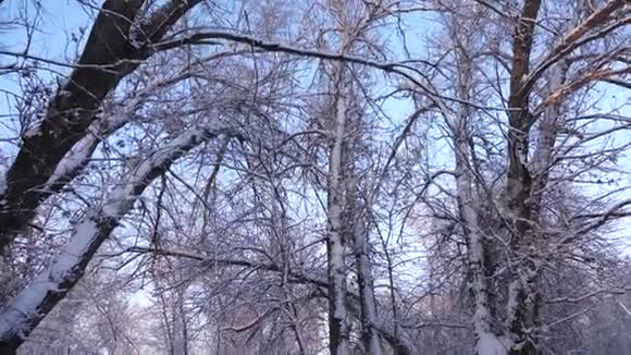 公园里冬天霜冻树和树枝在雪地里美丽的圣诞冬林白雪皑皑美丽美丽视频的预览图