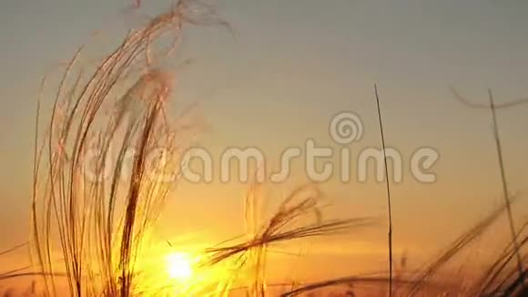 日落时的阳光视频的预览图