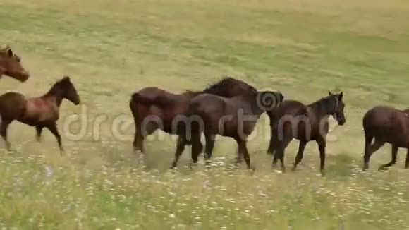 草地上放牧的马群视频的预览图