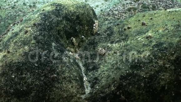 俄罗斯西伯利亚贝加尔湖海底特写镜头视频的预览图