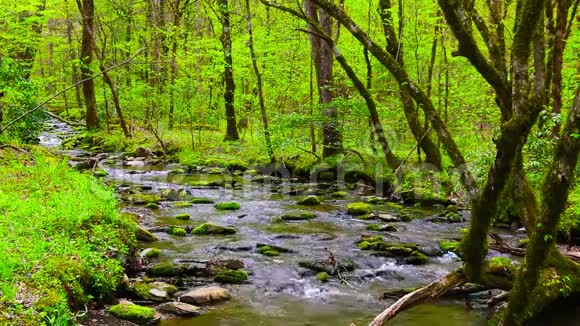 森林小溪流过苔藓覆盖的岩石春天的风景视频的预览图