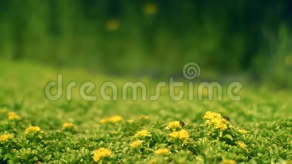 绿野上的黄花蜜蜂采集花蜜视频的预览图