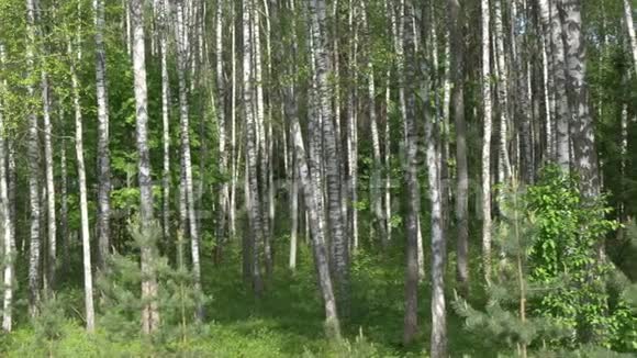 伯奇格罗夫绿色背景上的白色树干视频的预览图