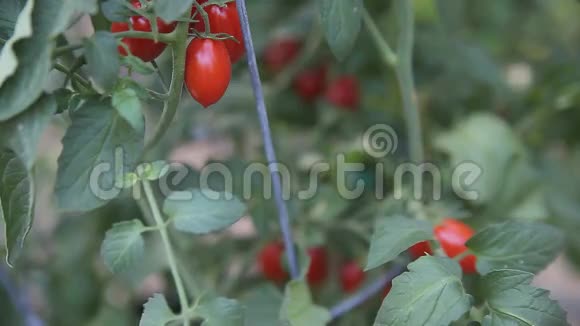 成熟的樱桃番茄视频的预览图