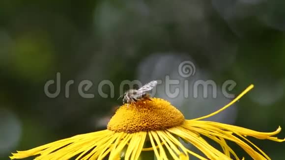 野生单蜜蜂OsmiaOsmiacornuta是一个奇妙的授粉园视频的预览图
