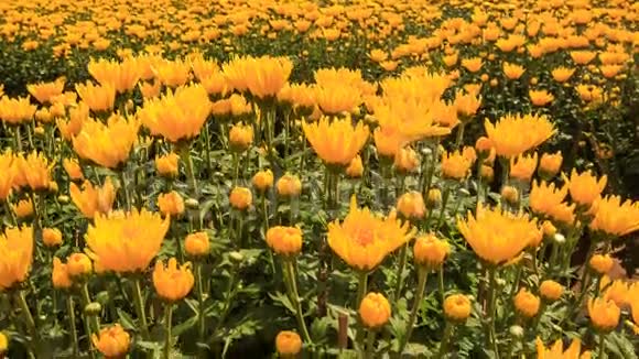 越南特写黄菊种植园视频的预览图