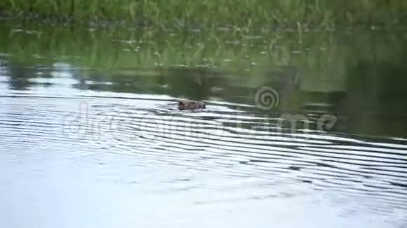 西西伯利亚海狸河视频的预览图