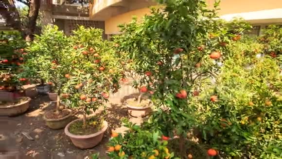越南市场上盆栽的橘子树视频的预览图