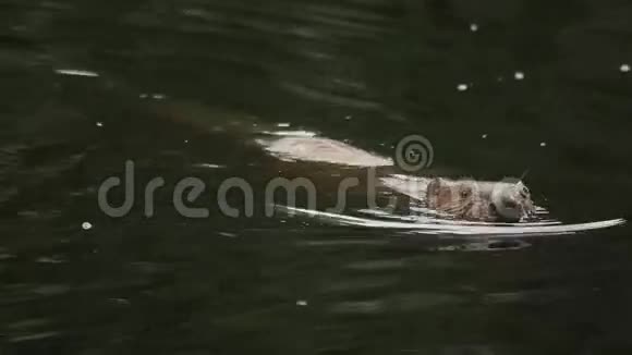 西西伯利亚海狸河视频的预览图