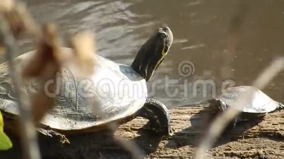 成人和青年彩绘海龟岩石太阳沐浴在潘达帕斯池塘公园新港VA视频的预览图