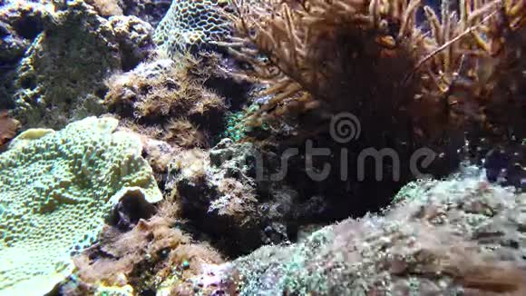 水下鱼和海藻视频的预览图