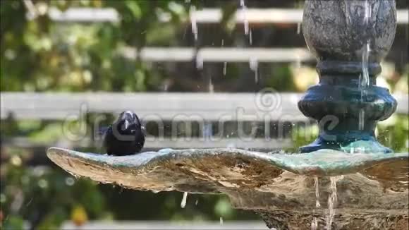 鸟儿在喷泉水上嬉戏视频的预览图