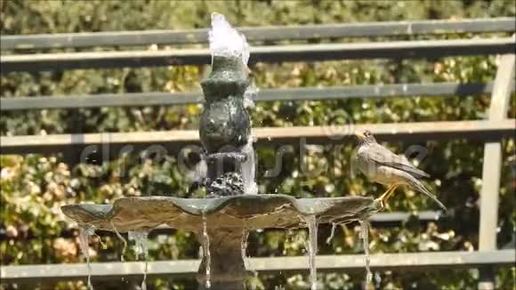 鸟儿在喷泉水上嬉戏视频的预览图