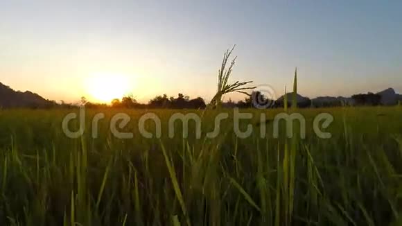 日落的稻田视频的预览图