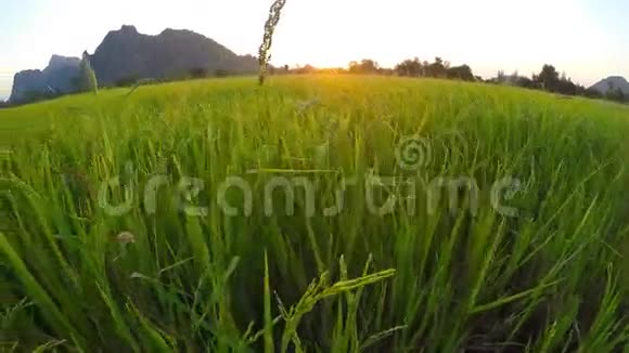 日落的稻田视频的预览图