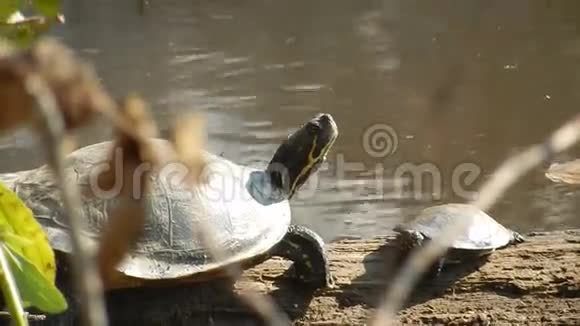 成人和青年彩绘海龟岩石太阳沐浴在潘达帕斯池塘公园新港VA视频的预览图