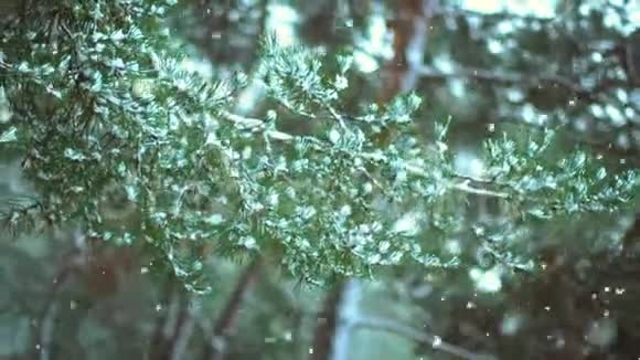 树枝绿杉树在雪地里的森林里视频的预览图