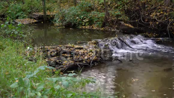 秋天的风景有流动的河流和树叶视频的预览图