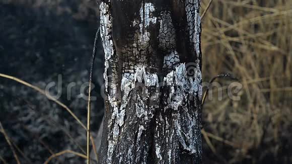 芦苇背景下燃烧的木材视频的预览图