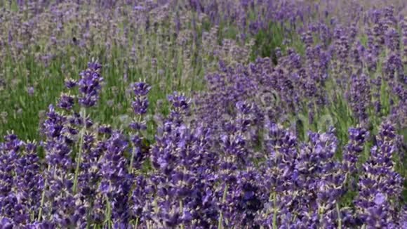 紫野花背景视频的预览图