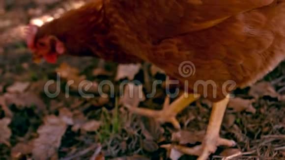 小鸡在缓慢地啄食视频的预览图