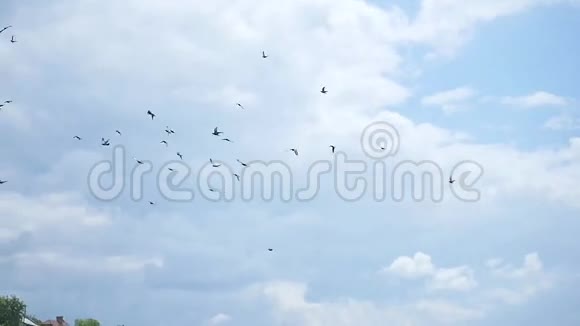 会飞的鸽子背景中的石塔一群鸽子动作缓慢视频的预览图