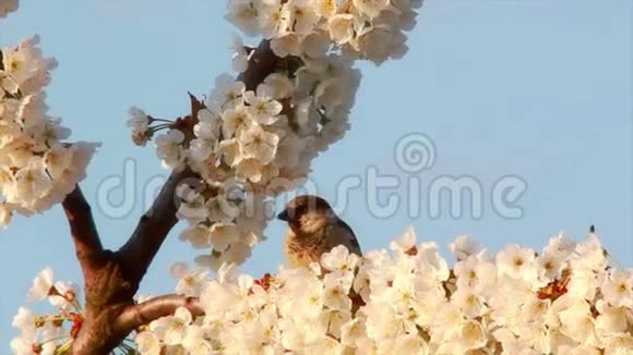 树枝春天视频的预览图