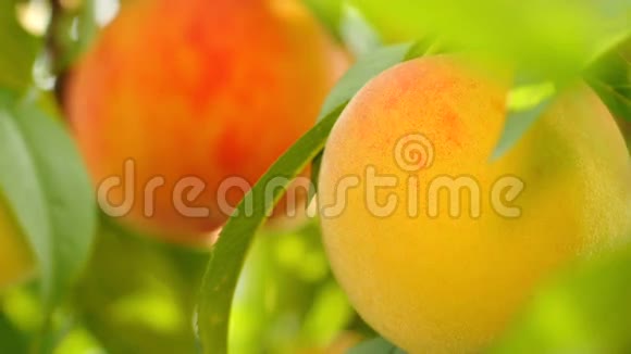 黄色和橙色的桃子在树上生长视频的预览图
