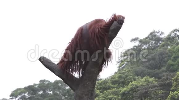 一只猩猩Pongopygmaeus爬上了树的顶端视频的预览图