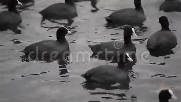 饥饿的鸭子视频的预览图
