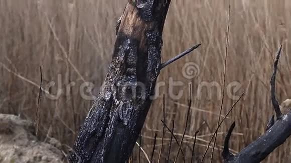 芦苇背景下燃烧的木材视频的预览图