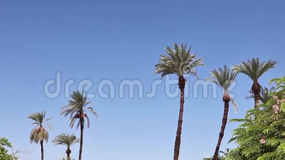 棕榈树在风中摇曳视频的预览图