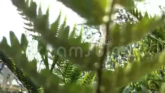 蕨类植物在阳光的吹拂下视频的预览图