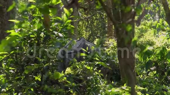 印度犀牛独角兽也叫大一角犀牛在森林中行走视频的预览图