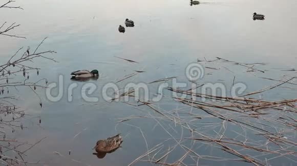 野鸭在湖里寻找食物阳光明媚的一天视频的预览图