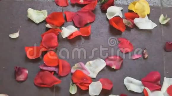 红色白色玫瑰花瓣散落在铺路板上视频的预览图