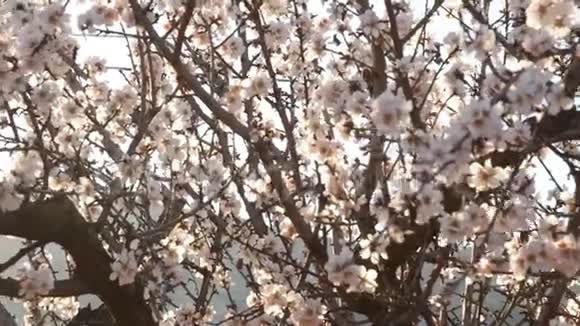春天在种植园上开杏仁花视频的预览图