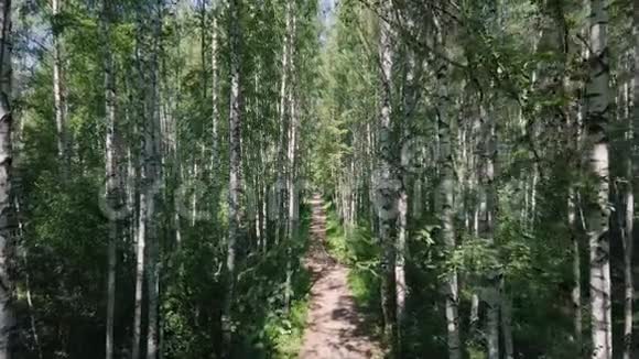 太阳穿过桦树林剪辑夏天穿过桦树林背景自然完美的观点视频的预览图