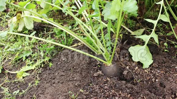 园丁把成熟的萝卜从土壤拔出来视频的预览图